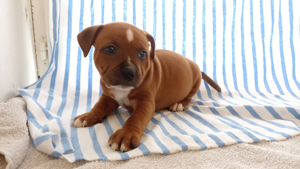 unguibus et rostro - Chiot disponible  - Staffordshire Bull Terrier