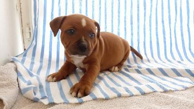 unguibus et rostro - Staffordshire Bull Terrier - Portée née le 23/09/2024