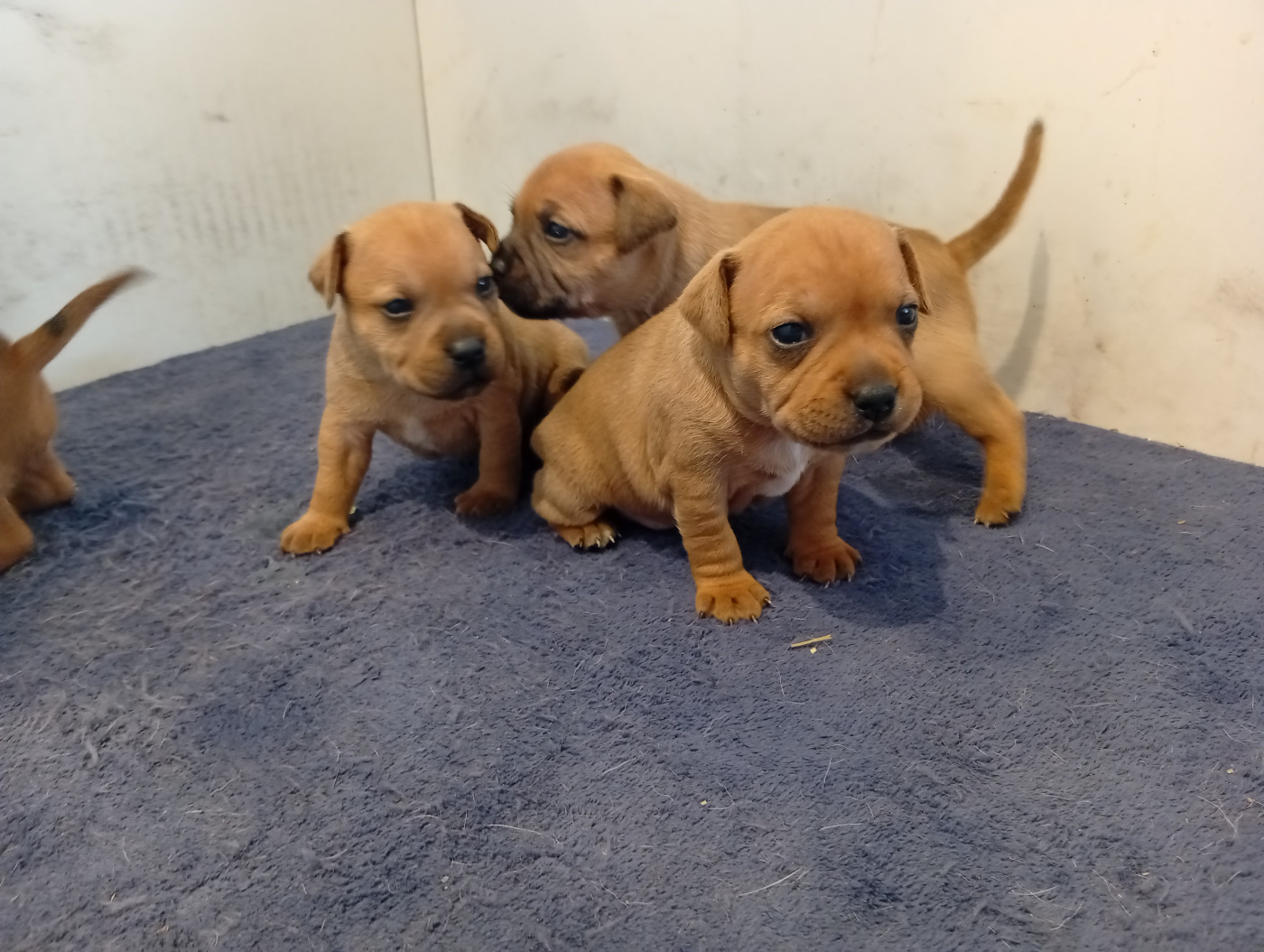 unguibus et rostro - Staffordshire Bull Terrier - Portée née le 16/04/2026