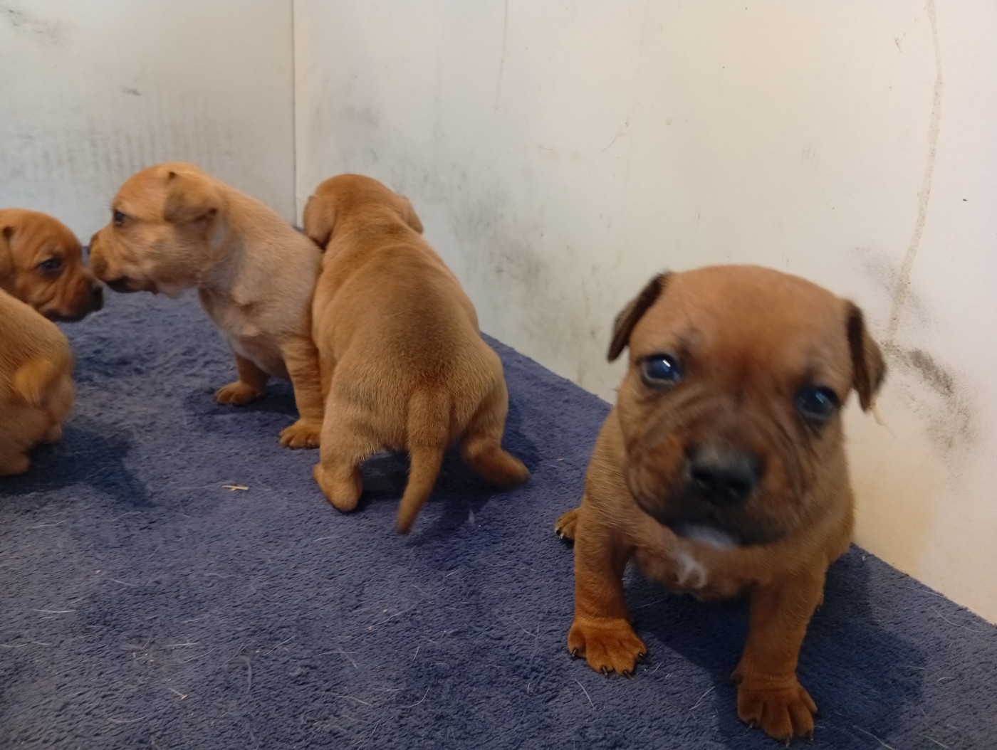unguibus et rostro - Chiots disponibles - Staffordshire Bull Terrier