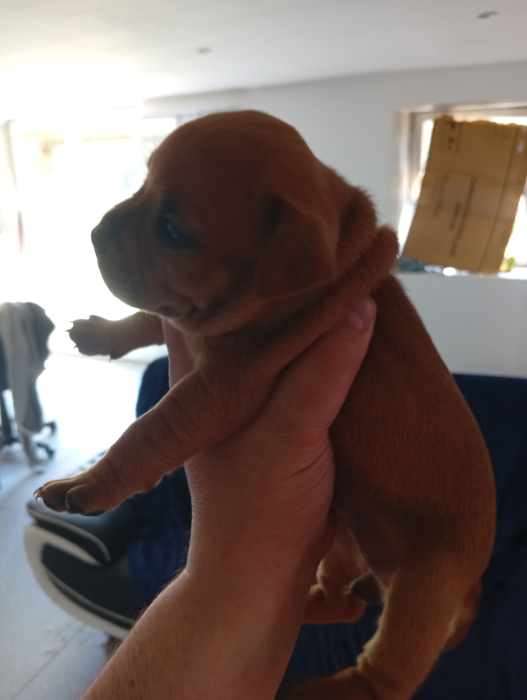 unguibus et rostro - Chiots disponibles - Staffordshire Bull Terrier