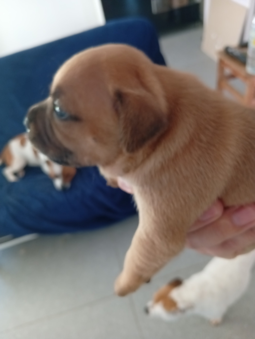 unguibus et rostro - Chiots disponibles - Staffordshire Bull Terrier