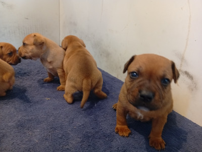 Chiot N°1