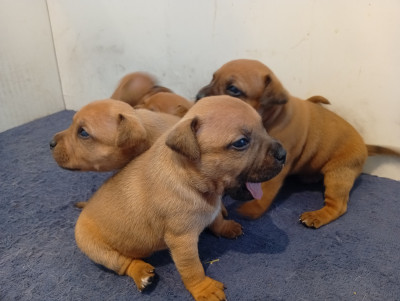 Chiot N°2